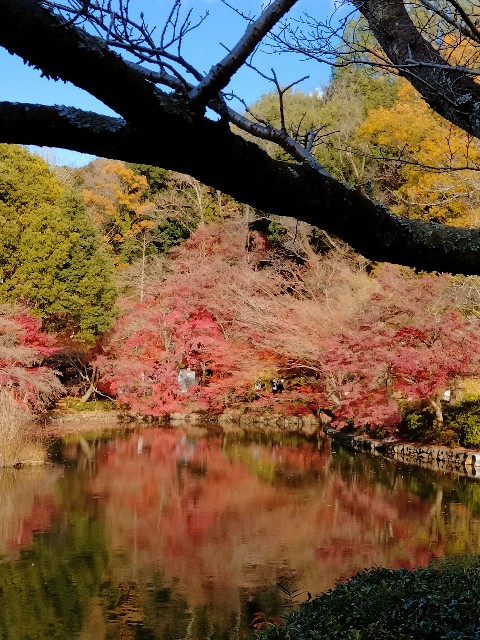 f:id:gikoblog:20241209064756j:image