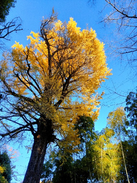 f:id:gikoblog:20241209065147j:image