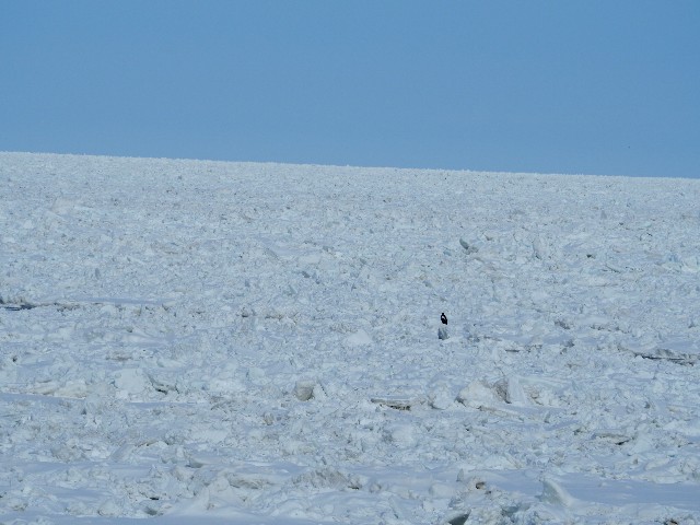 f:id:gikoblog:20250402073009j:image