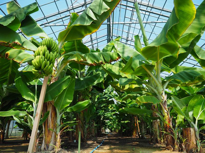 南国のフルーツバナナが福島県広野町で栽培されている しかも皮ごと食べられるってほんと トコトコくるま旅