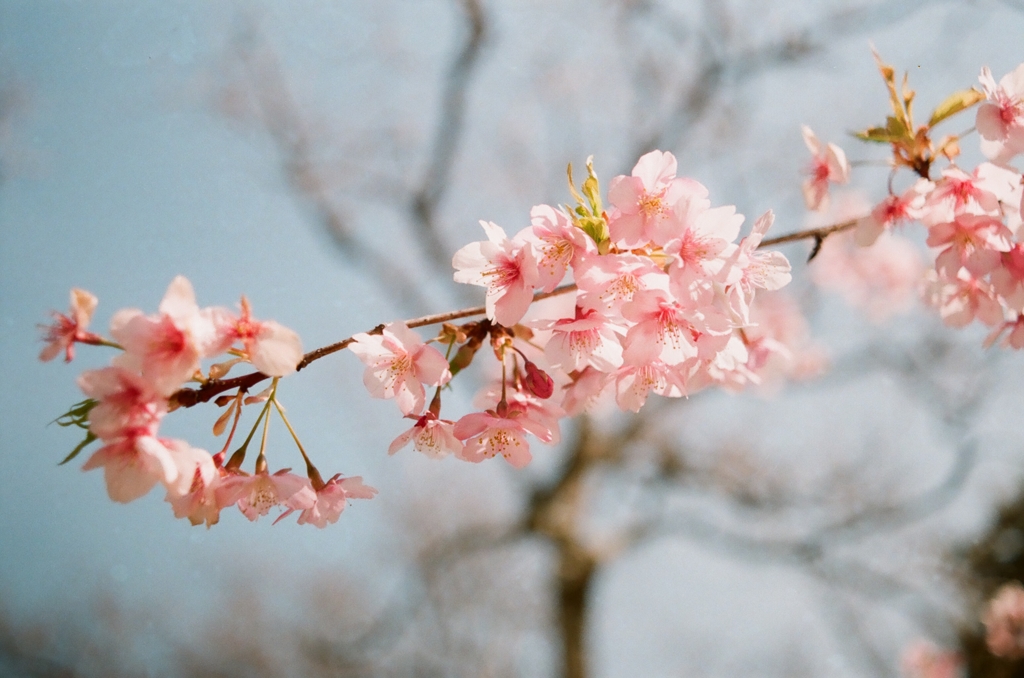 ROLLEI HFT DISTAGON 35mm f2.8 ディスタゴン QBM 中古】(ローライ) Rollei Distagon 35/2.8 HFT (QBM)｜ナニワグループ