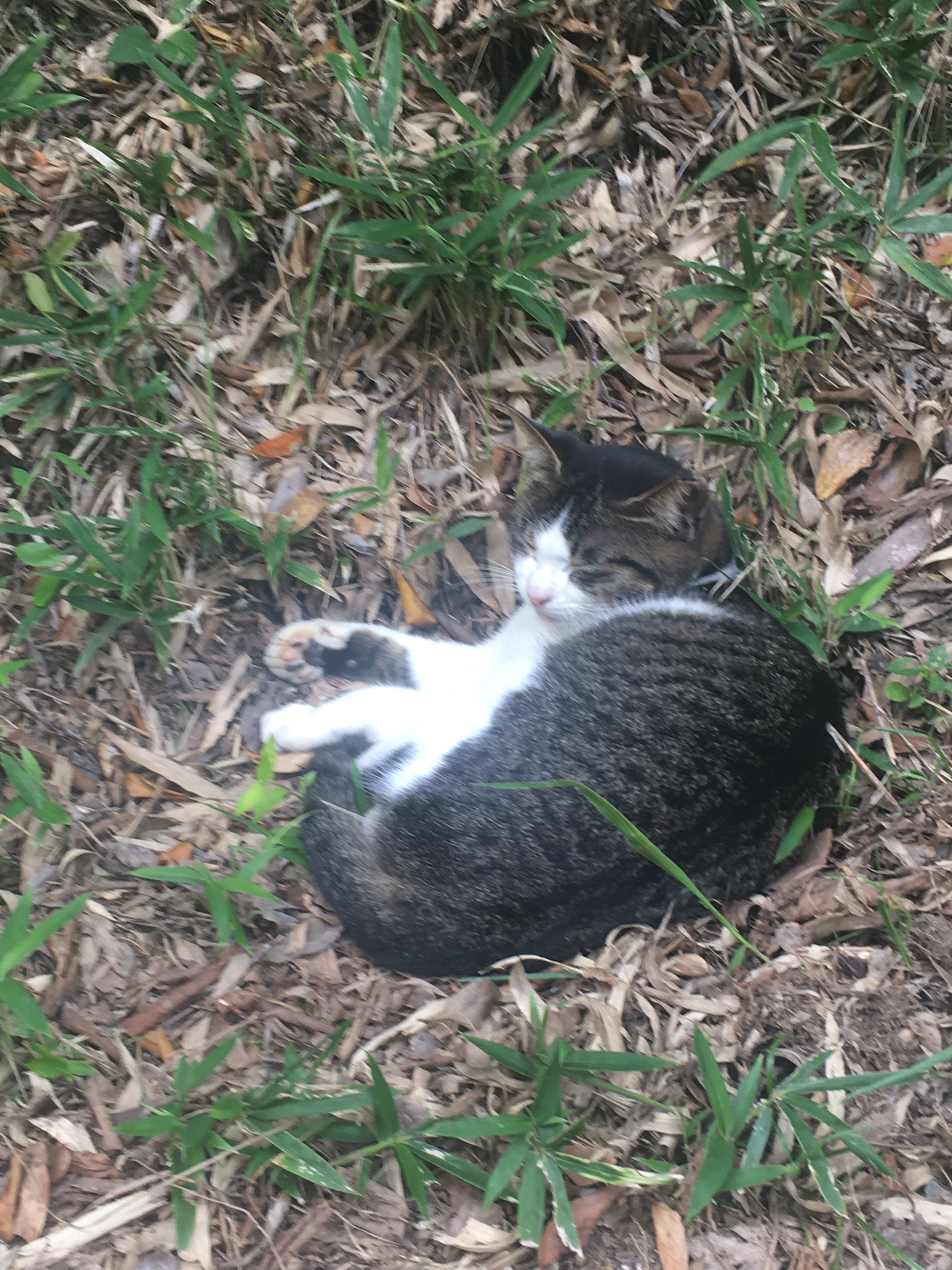 f:id:ginirorion:20210928172326j:image