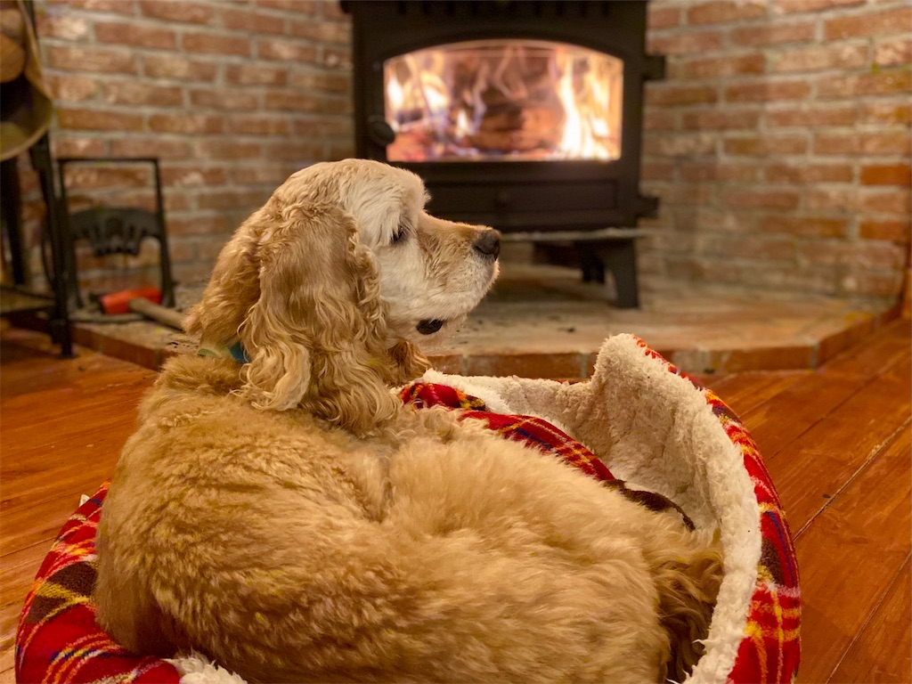 犬と薪ストーブ 犬と山小屋と薪ストーブ