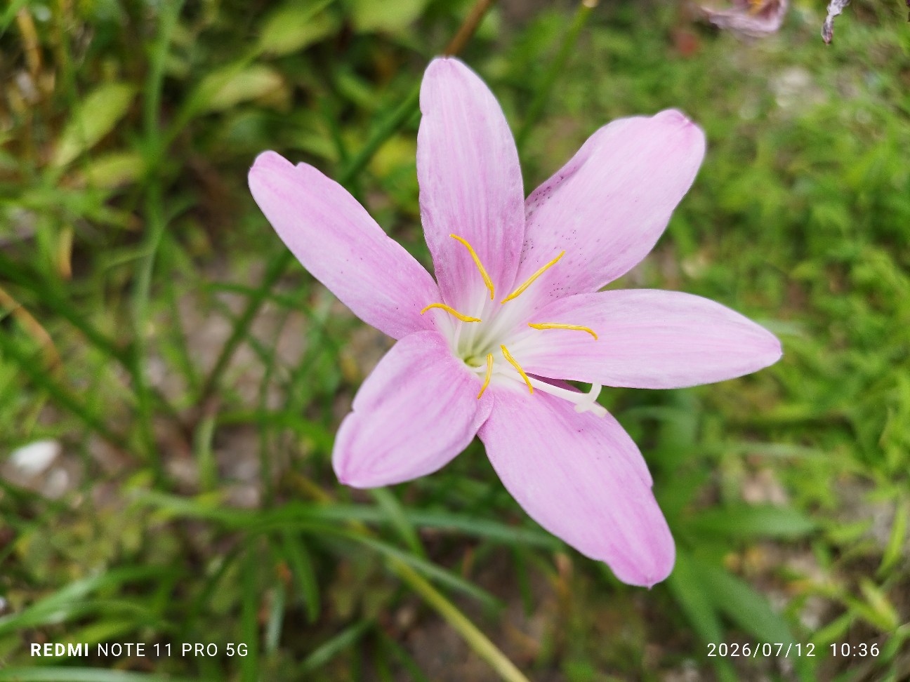 f:id:ginnan1949:20260712135021j:image