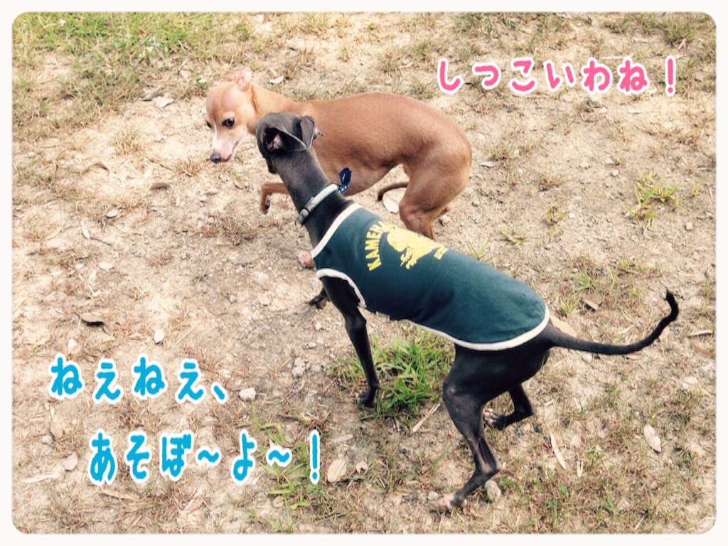 f:id:gino-ig:20150807153644j:image f:id:gino-ig:20150807153644j:image
