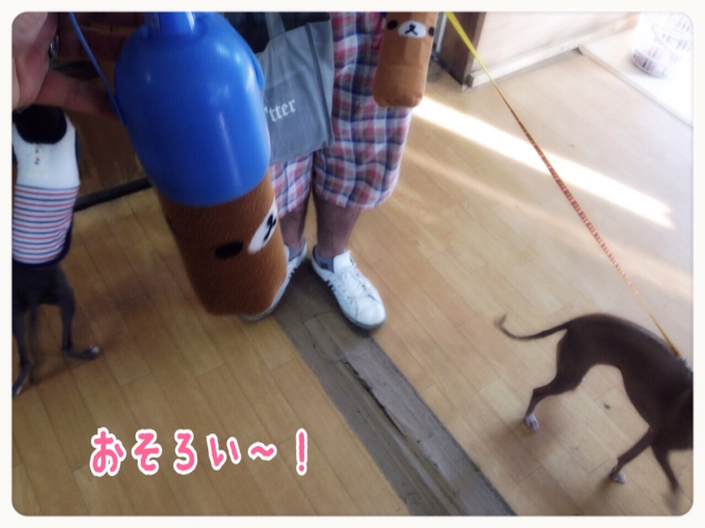f:id:gino-ig:20150807155352j:image f:id:gino-ig:20150807155352j:image