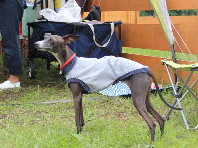 f:id:gino-ig:20160704233510j:plain f:id:gino-ig:20160704233510j:plain