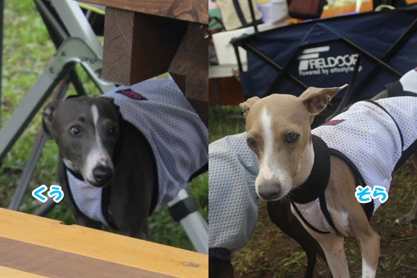 f:id:gino-ig:20160704235635j:plain f:id:gino-ig:20160704235635j:plain