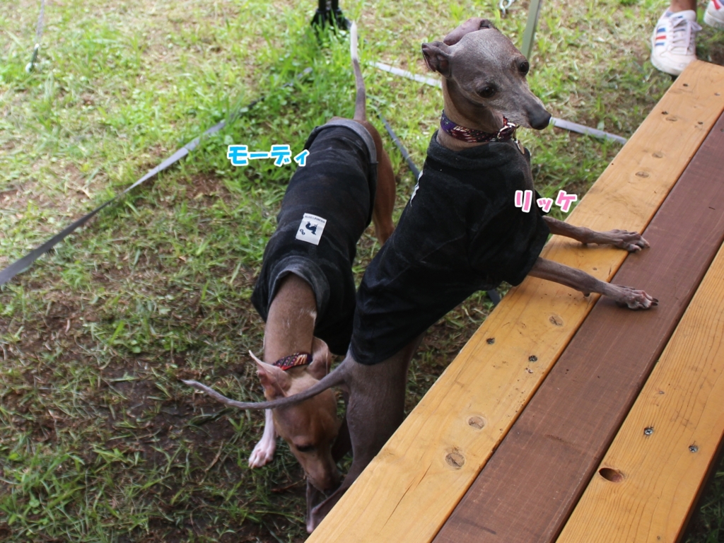 f:id:gino-ig:20160704235835j:plain f:id:gino-ig:20160704235835j:plain