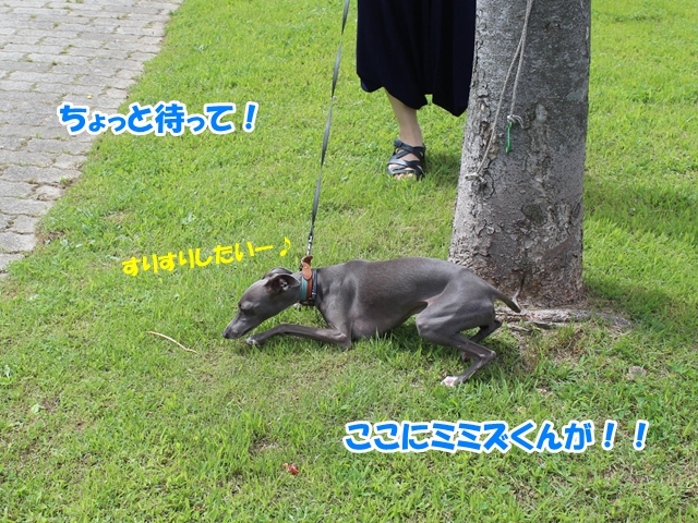 f:id:gino-ig:20160803235807j:plain