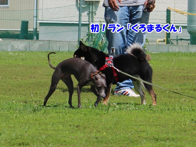 f:id:gino-ig:20160804000134j:plain