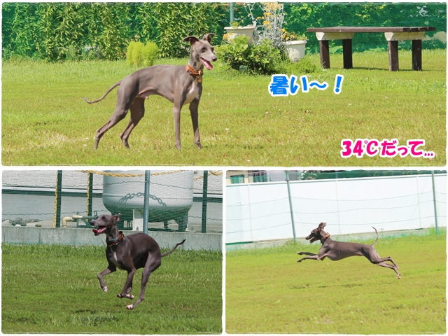 f:id:gino-ig:20160804000503j:plain