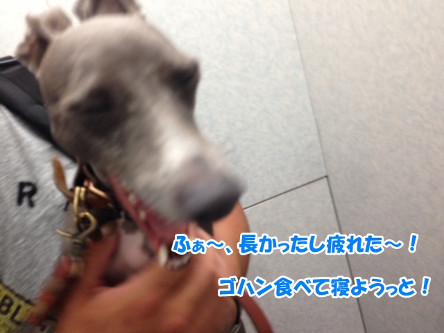 f:id:gino-ig:20160804001219j:plain