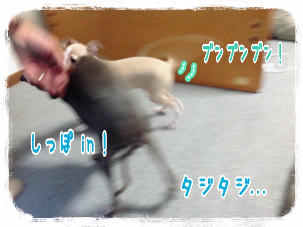 f:id:gino-ig:20160804233733j:image f:id:gino-ig:20160804233733j:image