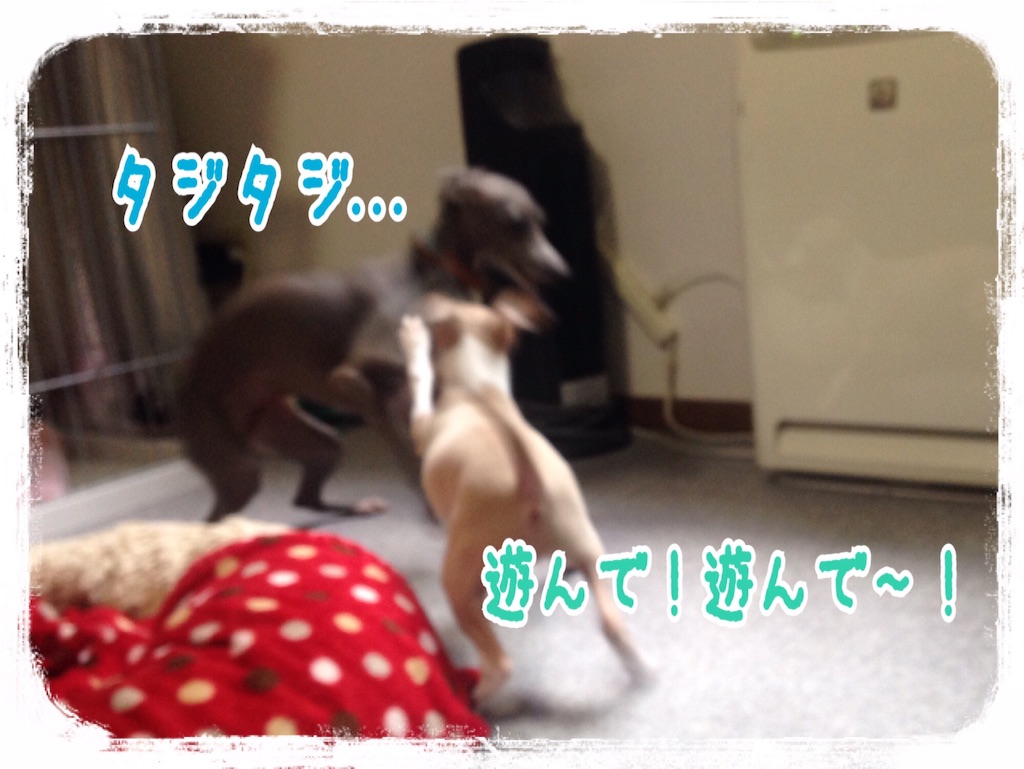 f:id:gino-ig:20160804234058j:image f:id:gino-ig:20160804234058j:image