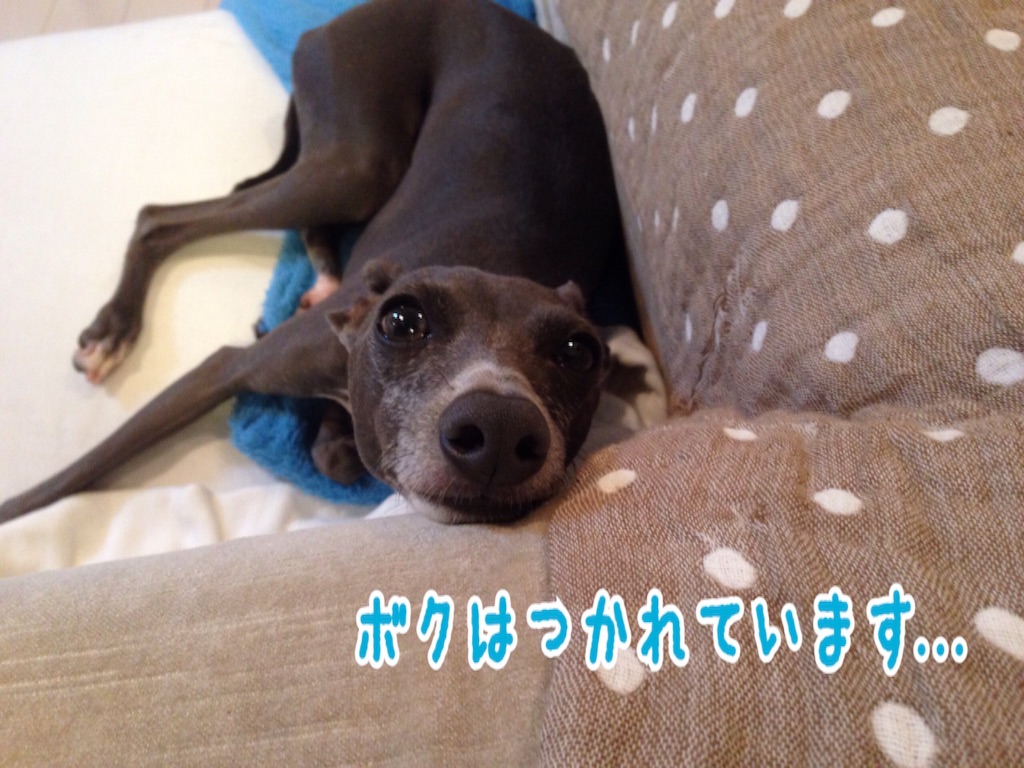f:id:gino-ig:20160805225149j:image f:id:gino-ig:20160805225149j:image