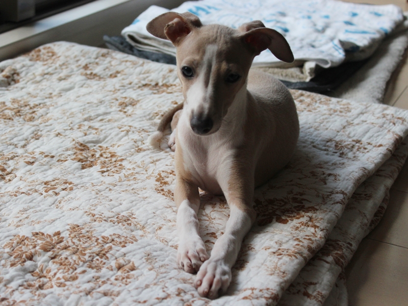 f:id:gino-ig:20160806234235j:plain