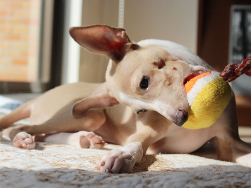 f:id:gino-ig:20160806234757j:plain