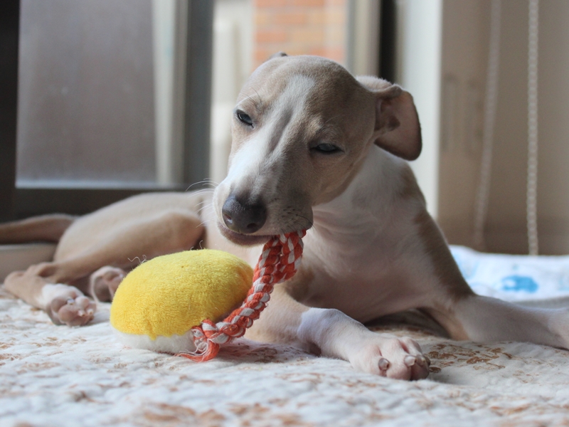 f:id:gino-ig:20160806234836j:plain