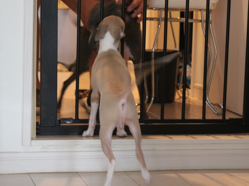 f:id:gino-ig:20160806234938j:plain