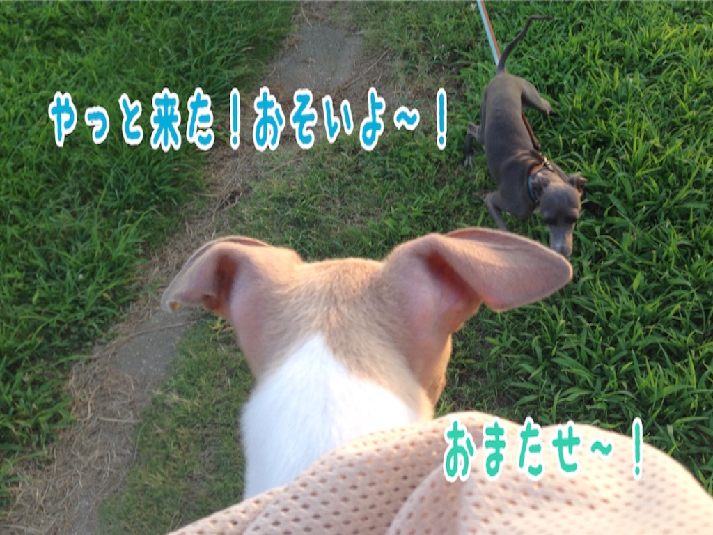 f:id:gino-ig:20160807202304j:image f:id:gino-ig:20160807202304j:image