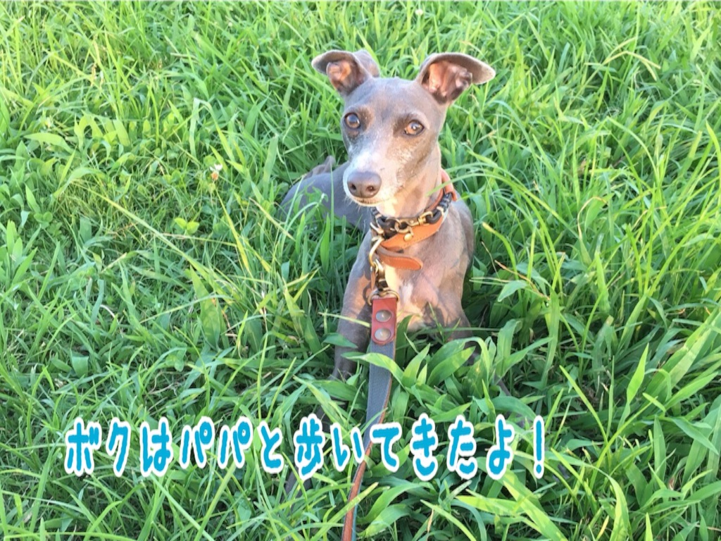 f:id:gino-ig:20160807202441j:image f:id:gino-ig:20160807202441j:image