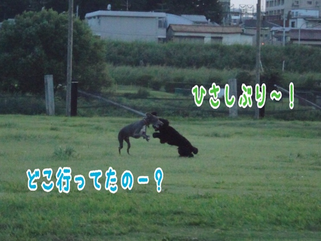 f:id:gino-ig:20160807210809j:image f:id:gino-ig:20160807210809j:image