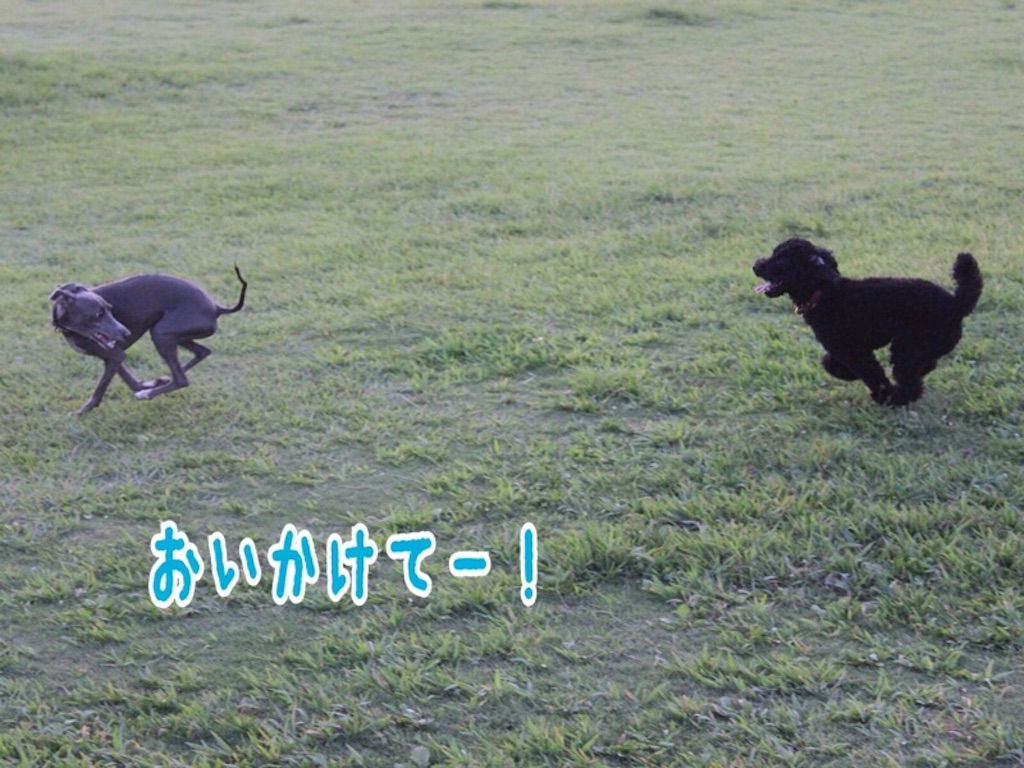 f:id:gino-ig:20160807210849j:image f:id:gino-ig:20160807210849j:image