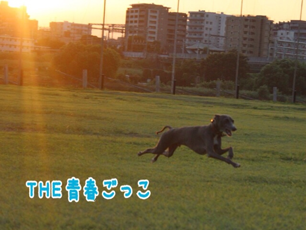 f:id:gino-ig:20160807211100j:image f:id:gino-ig:20160807211100j:image