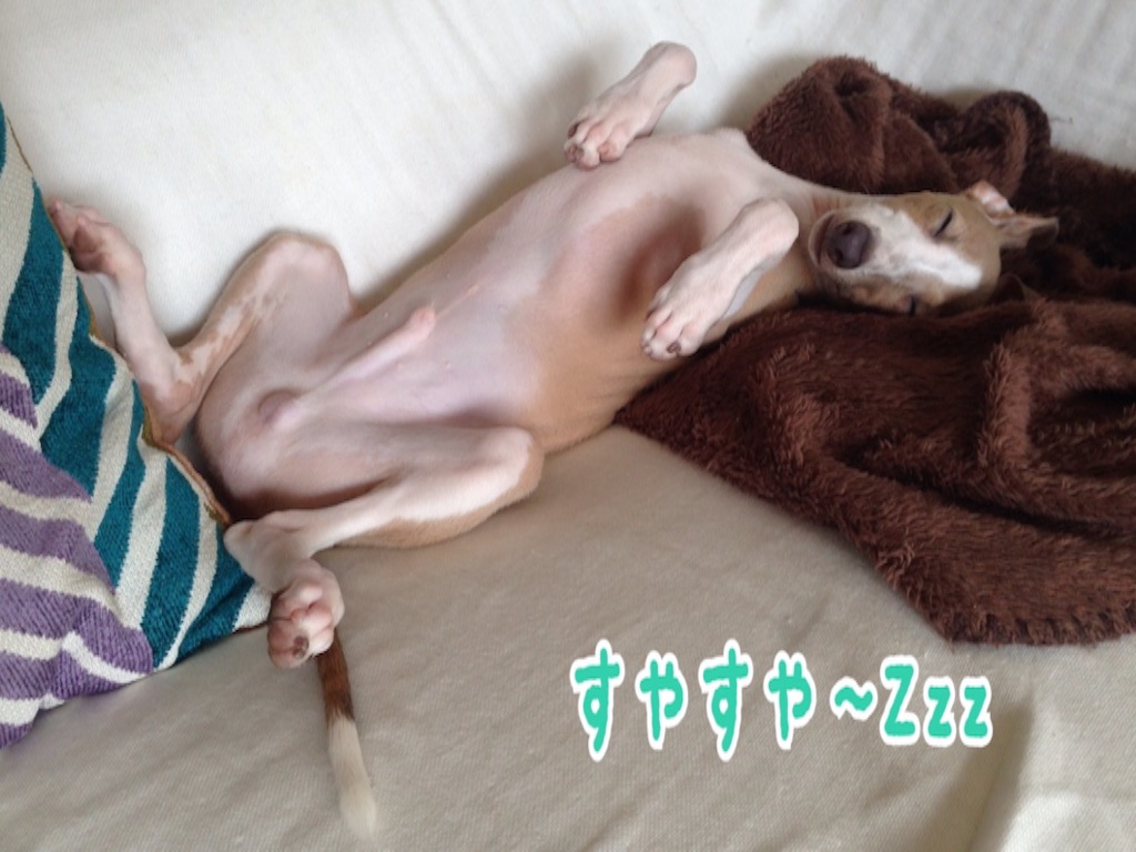 f:id:gino-ig:20160812224727j:image f:id:gino-ig:20160812224727j:image