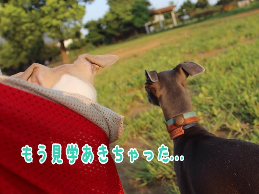 f:id:gino-ig:20160813235916j:image f:id:gino-ig:20160813235916j:image