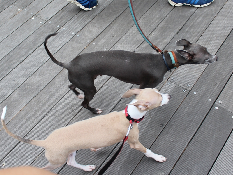 f:id:gino-ig:20160904223947j:plain