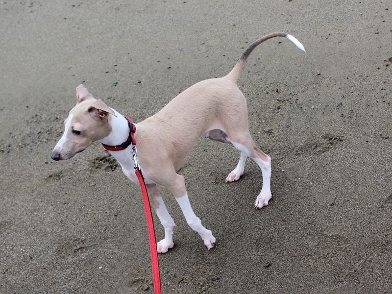 f:id:gino-ig:20160904224037j:plain