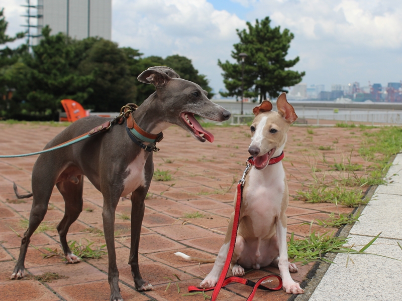 f:id:gino-ig:20160904224627j:plain