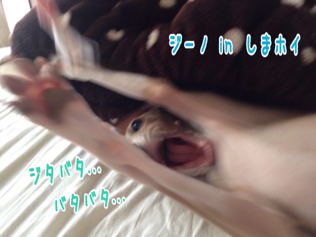 f:id:gino-ig:20160906235907j:image f:id:gino-ig:20160906235907j:image