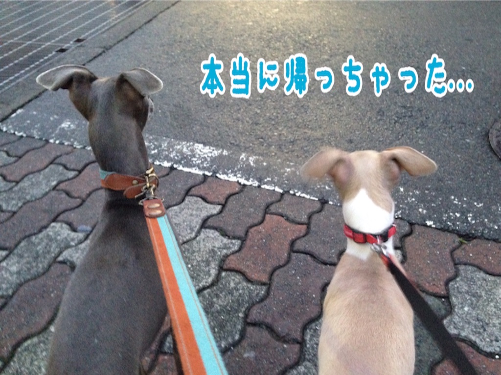 f:id:gino-ig:20160914232403j:image f:id:gino-ig:20160914232403j:image
