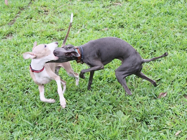 f:id:gino-ig:20160919213236j:plain