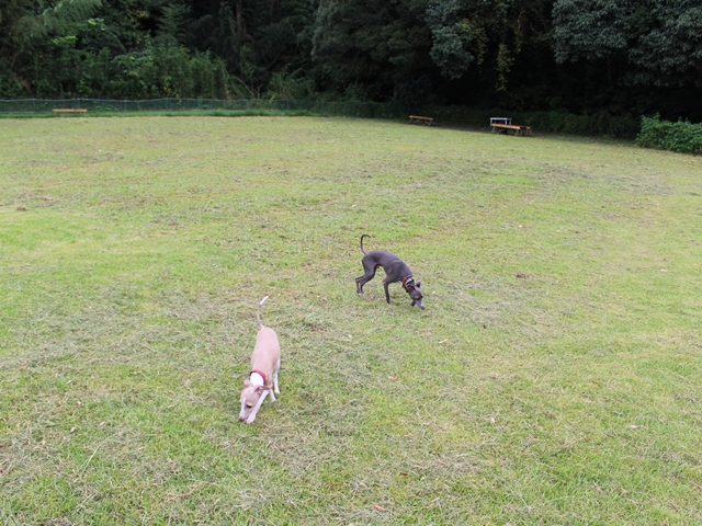 f:id:gino-ig:20160919214117j:plain