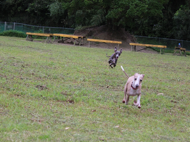 f:id:gino-ig:20160919214254j:plain