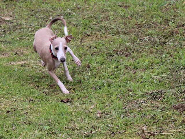 f:id:gino-ig:20160919214921j:plain