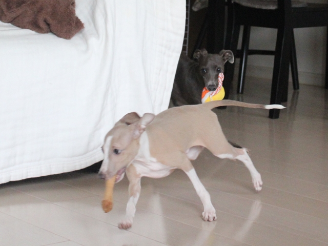 f:id:gino-ig:20160922224409j:plain