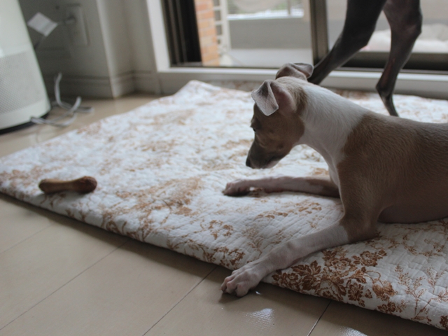 f:id:gino-ig:20160922224712j:plain