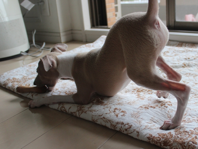 f:id:gino-ig:20160922224745j:plain