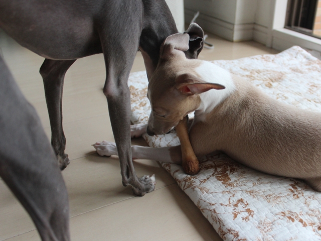 f:id:gino-ig:20160922225004j:plain