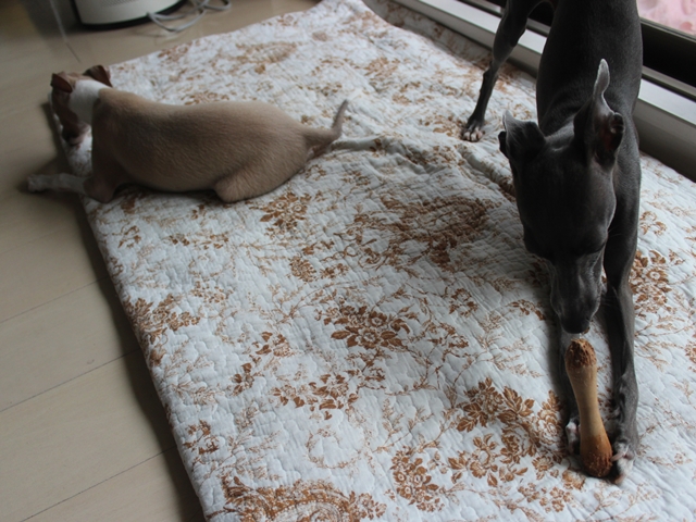 f:id:gino-ig:20160922225046j:plain