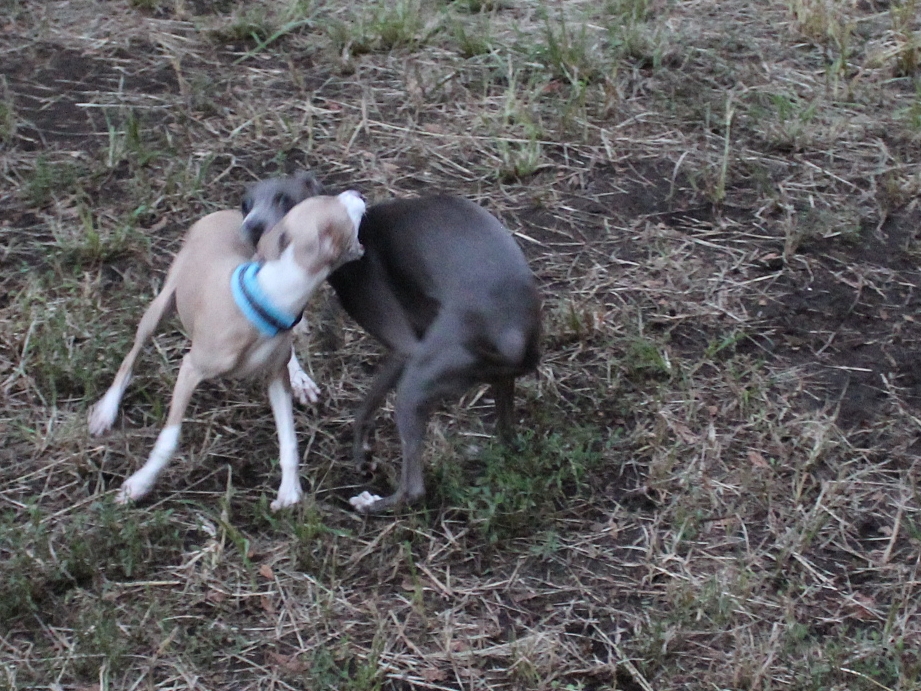 f:id:gino-ig:20160925222200j:plain