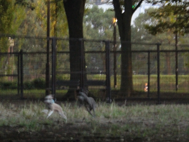 f:id:gino-ig:20160925222303j:plain