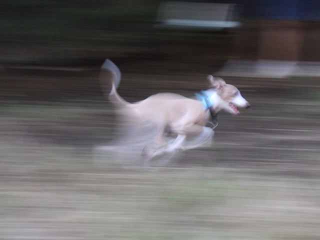 f:id:gino-ig:20160925222402j:plain