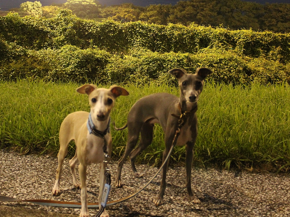 f:id:gino-ig:20160925222756j:plain