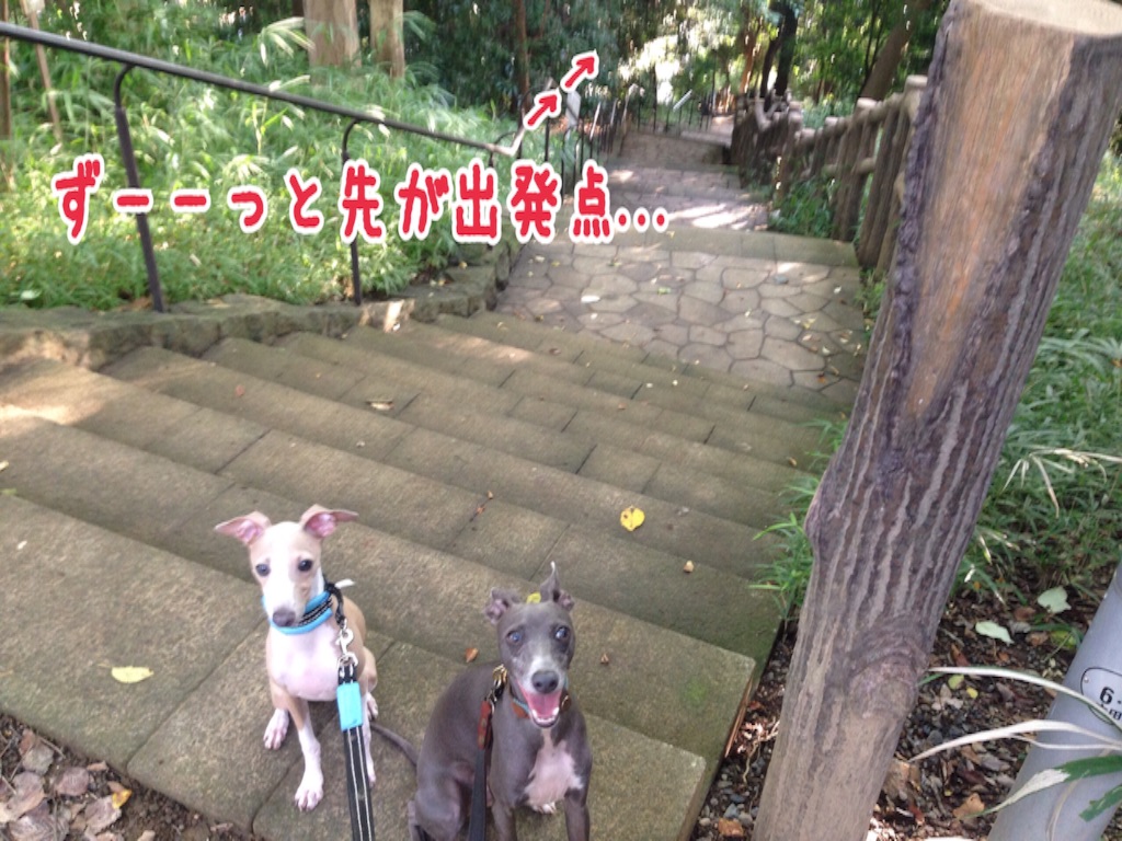f:id:gino-ig:20160927231824j:image f:id:gino-ig:20160927231824j:image